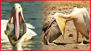 Great White Pelican, Wikipedia Catch Birds For Food.