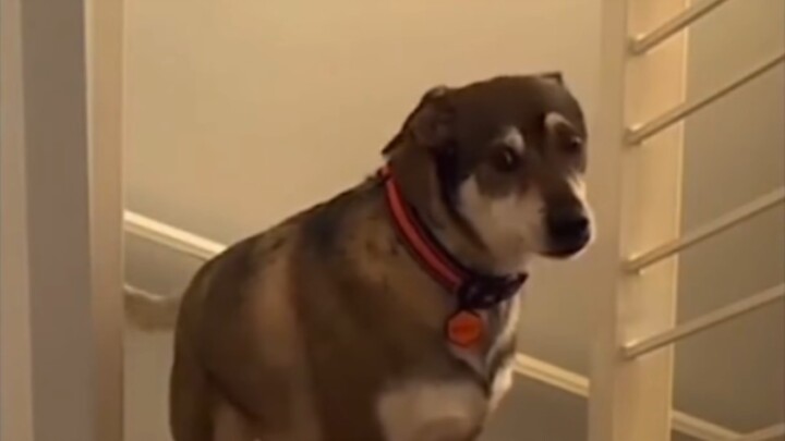 Why didn’t the owner tell me when he brought another dog home?