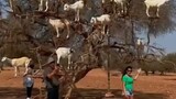 my whole is a lie goats grow in trees