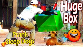 Huge Box vs Prank Sleep Dogs Very Funny - Must Watch Most Funny Video Prank Dog 2021