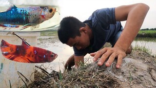 Được Tặng 2 Cá Betta Vip và Gặp Được Hang Cá Nhiều Nhất Từng Thấy - 7 Ân