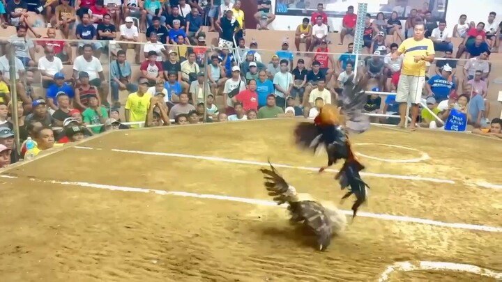 Raptor bullstag win
