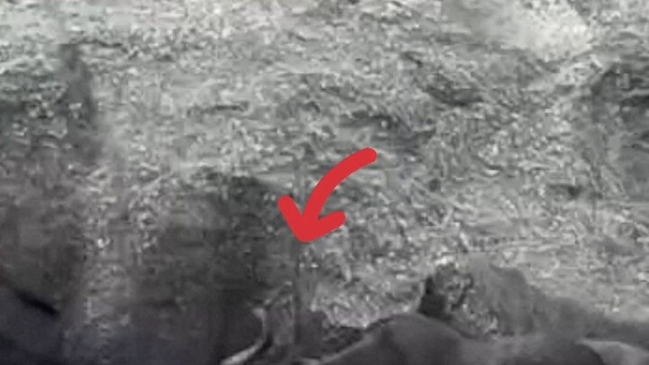 cocodile attack wildbeest in water crossing #animals