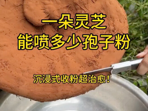 Immersive viewing: How many spores can a single lingzhi mushroom release?