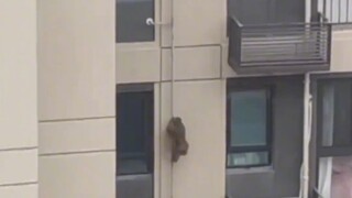 Monkey King shows off his skills by scaling a 33-story building with his bare hands in a residential