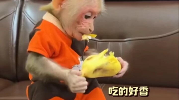 A little macaque’s day alone at home: hung its pants on a tree!