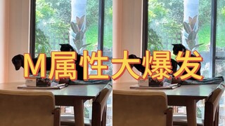 服了，没见过这么M的腊肠狗……