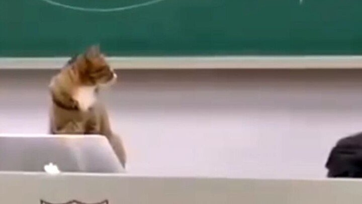 แมว: "คลาส" ᶘ ͡°ᴥ͡°ᶅ