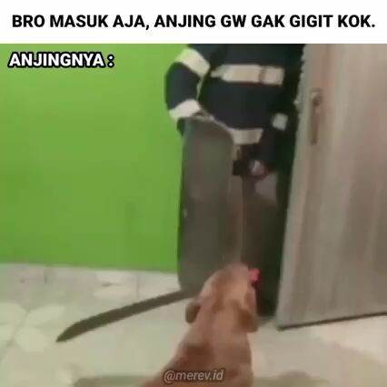 Iya gk gigit