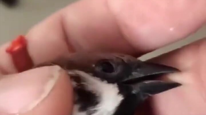 A sparrow rescued from the magpie's beak has learned a full set of martial arts skills from netizens
