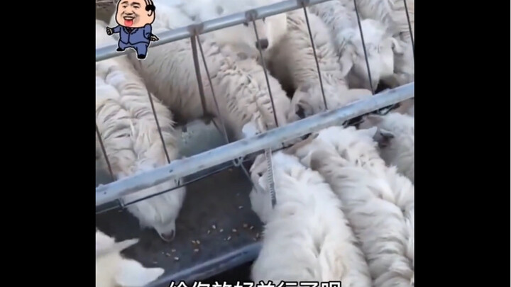 أنا بس عشان أتعامل معكم بشكل أفضل، فأكلت بعجالة بعض اللقيمات!