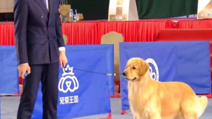 赛场上突然犯犟的金毛