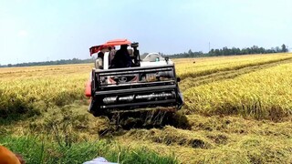 Quay Cảnh Máy Cắt Lúa KUBOTA Sa Lầy l Gặp Tài Xế Lâu Năm Có Khác l Máy Gặt Đập Liên Hợp