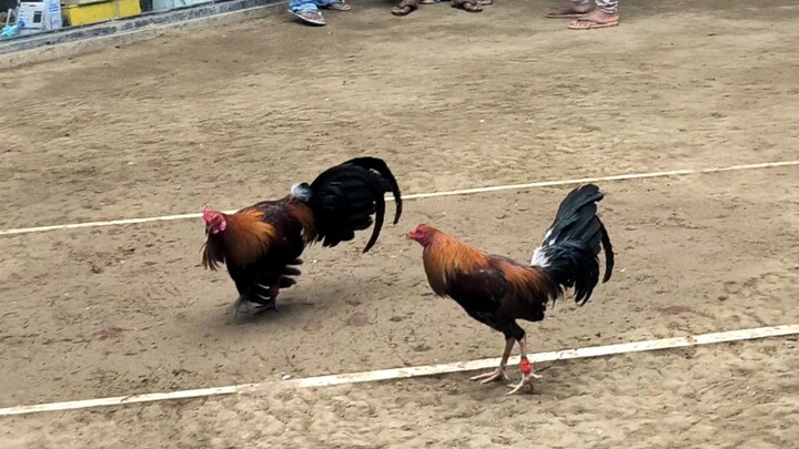 Event: Fastest Kill @LAC 2nd fight lose. Pilay tari, labas isaw kalaban.