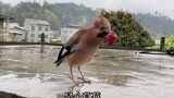 小鸟冒雨给主人叼回草莓，主人感动不已