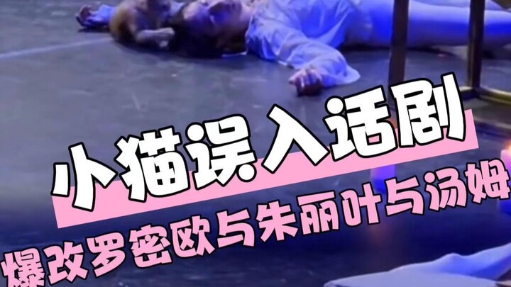 “Romeo, Juliet và Tom” cũng khiến khán giả vừa khóc vừa cười (nguồn tư liệu: Karma là một chú mèo)