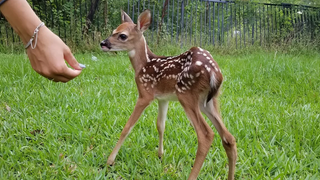 การรวบรวมวิดีโอกวางน้อยที่ตลกและน่ารักที่สุด (2018)