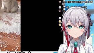 Japanese natural little sister watching "Can I help you quit cats just this time"