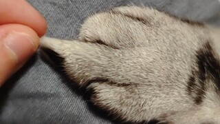 Cat: If you pull my toes again I will call the police!!! ((ﾟДﾟ))))