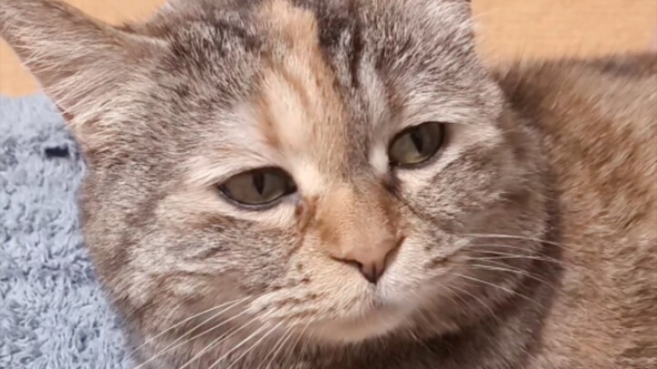 إلقاء شعري: «لا تأكل حتى تشبع تمامًا»