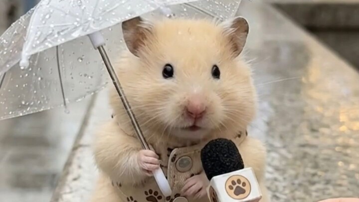 “ฝนปรอยๆ” “ฝนตกหนัก” ในภาษาอังกฤษพูดว่าอย่างไร?