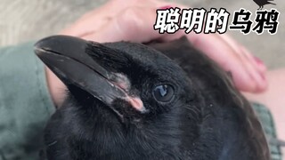 被救助了的受伤乌鸦，最终成为了家里亲密的新成员