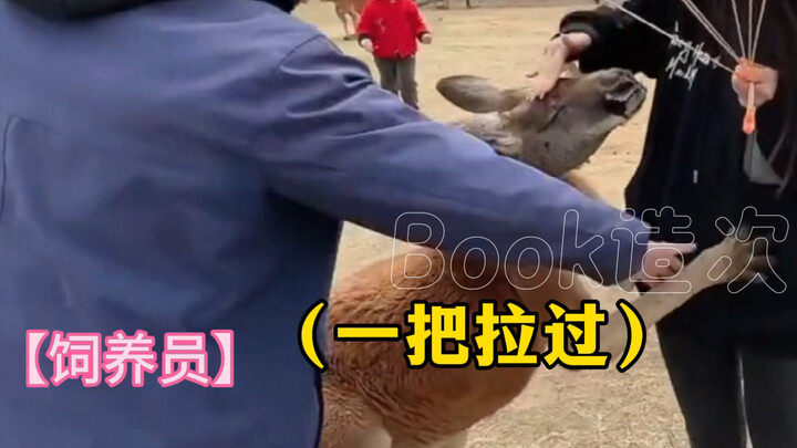 Kangaroo: Great! I won't say a single word until my lawyer arrives! #Kangaroo#Gangzi#Funny