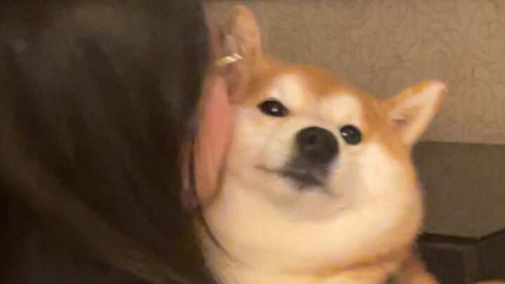 If you wanna kill me, just use a puppy knife!