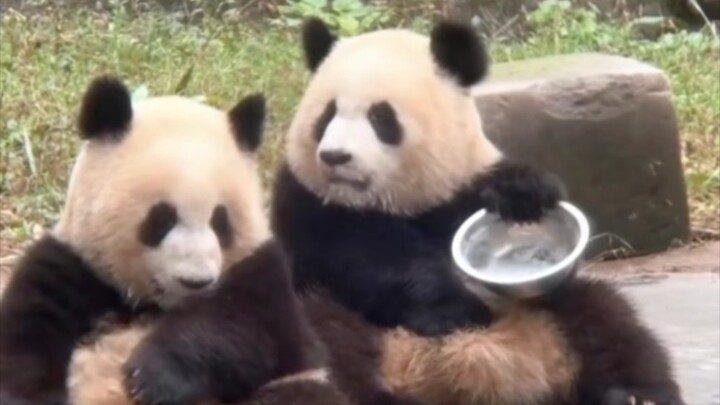 I'm really afraid that Sister Ai will smash the basin right onto my vest—and on top of my head, no l