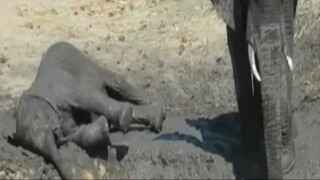 Baby elephant struggles to get back onto its feet