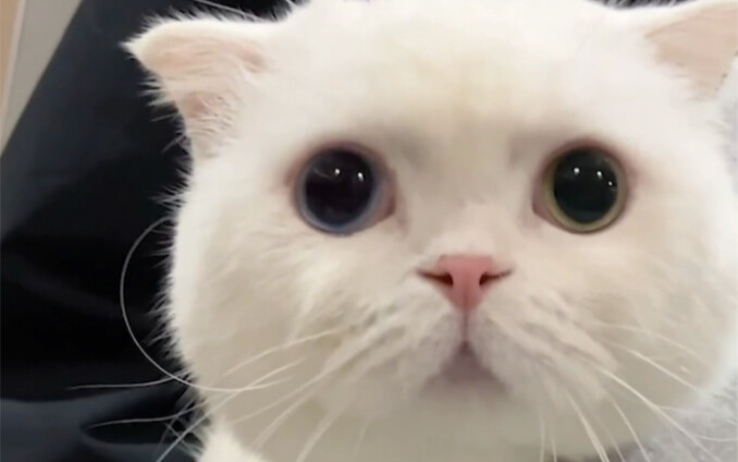 Kucing di rumah saya semakin berani saja pergi jauh!