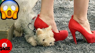 Hot Girl Steps On Dog
