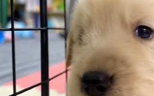 Is there anything a puppy can’t heal? If there is, just bring more—after all, this planet can’t func