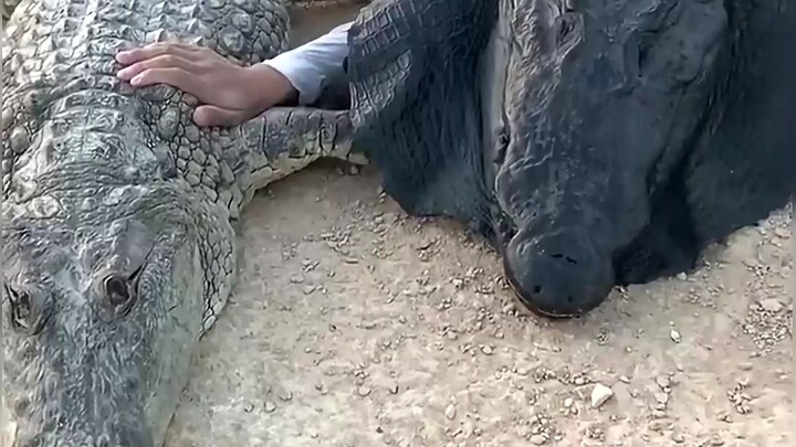 أكره التمساح الذي لا يعرف حدوده