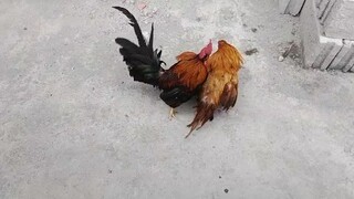 bantam spar na patayan