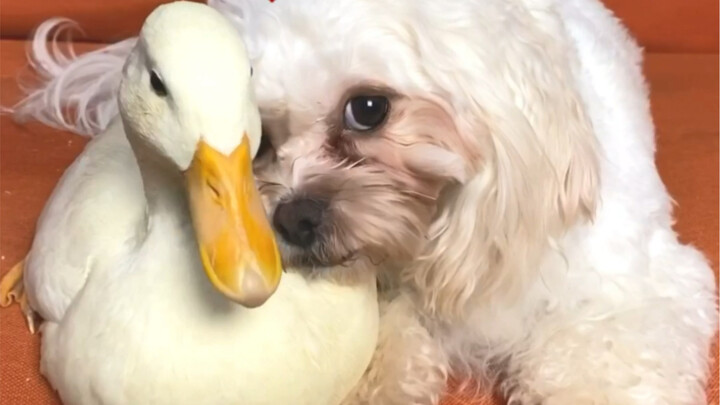 When a Duck and a Dog Fall in Love...