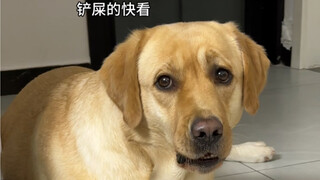 一个牛角能从星期一啃到星期八，消耗精力又解馋比磨牙棒耐啃多了～