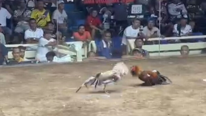 ALIMBUYUGIN VS RED, LUCENA VS ROMBLON #SABONG INYERNATIONAL