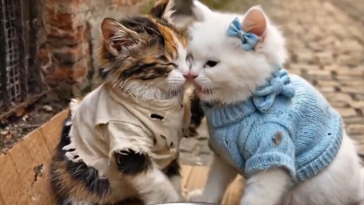 They Only Had Each Other... Then a Miracle Came 💦❤️ #catstory #meow #heartwarming