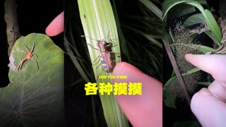⚠️去林子里各种摸摸