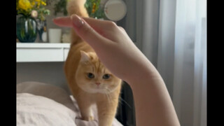 Minecraft tidak bisa tanpa kucing kecil!!