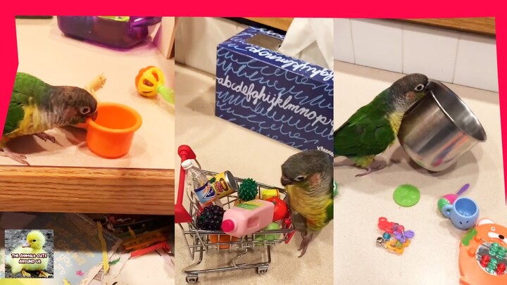 Playing With Parakeets  - Cute Bird - Cute Animals Around Us
