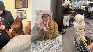 Funniest Cats And Dogs Videos 😁 - Best Funny Animal Videos 2024 🥰#3