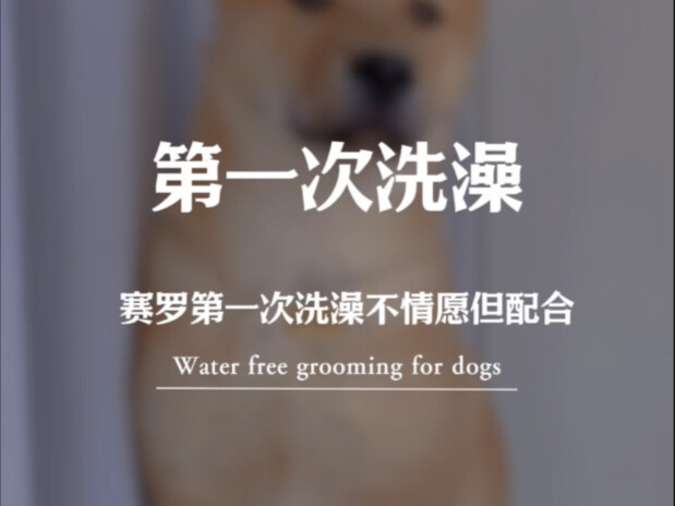 A Chinese village dog from Guangxi takes its first bath three months after coming home. It’s a bit r