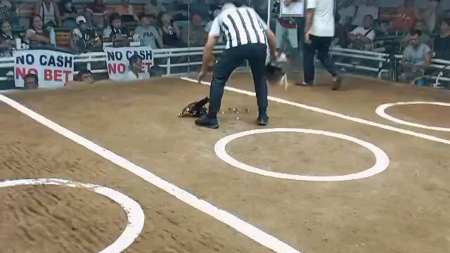 regular grey unscratch first fight.