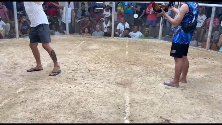 LW  pinilayan agad yung dalawang manok  namin buti nanalo ang isa🫡🐓