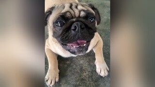 Ủa ai kêu cứu vậy ba ? Xệ saidpugmatxe chó_cưng