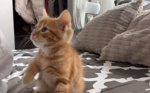 هل يمكن أن أحصل على قبلة أخرى؟ أرجوك!!