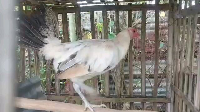 ELY ALONTE MELSIMS GREY