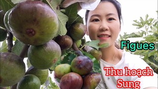 Thu hoạch sung khổng lồ trong vườn rau sạch ở Pháp | Thôn quê ở Pháp | Cathy Gerardo